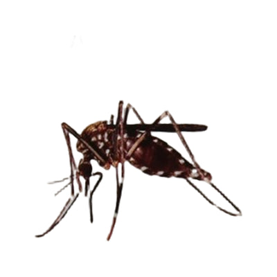 Care Plus Anti-Insect Deet 50% spray, 60ml