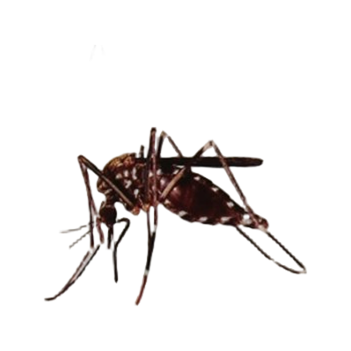 Care Plus Anti-Insect Deet 50% spray, 60ml
