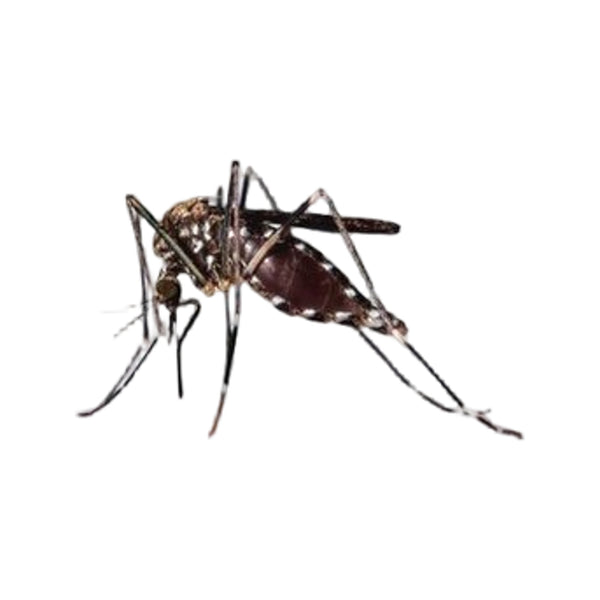 Care Plus Anti-Insect Deet 40% spray, 200ml