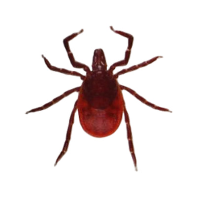 Care Plus Tick Out - Tick Remover