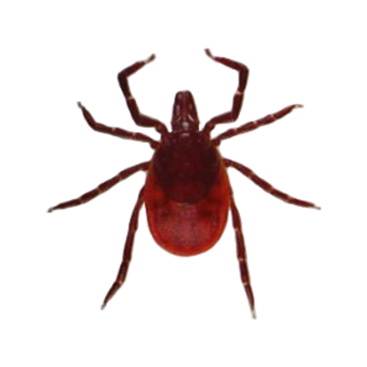 Care Plus Tick Out - Tick Remover