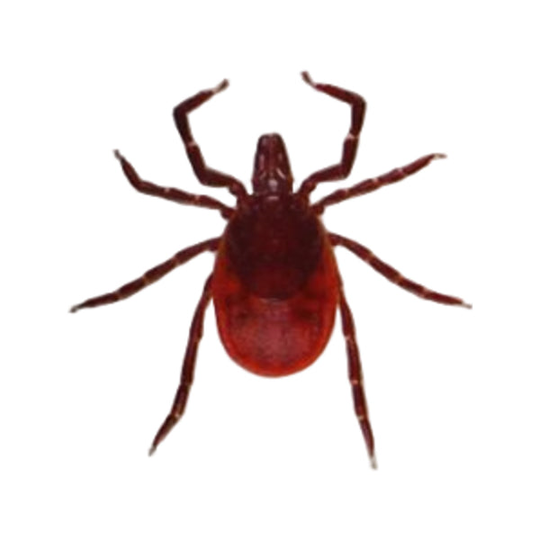 Care Plus Tick Out - Tick Remover