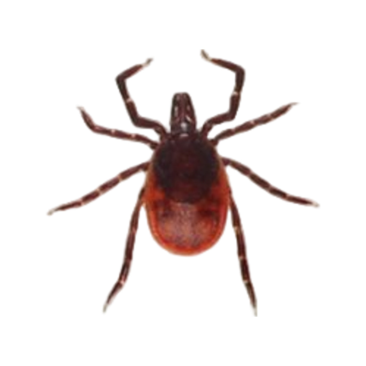 Care Plus Tick's-2-go