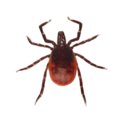 Care Plus Tick's-2-go