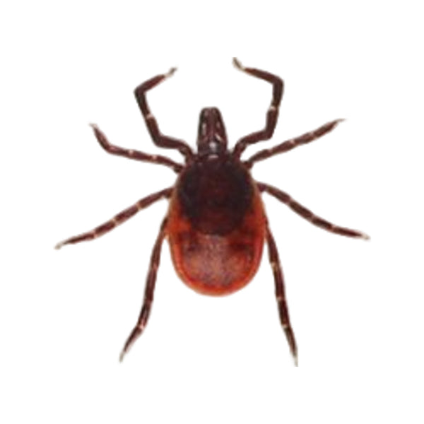 Care Plus Tick's-2-go