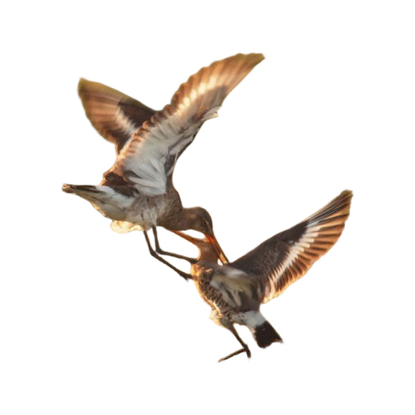 Onze natuur vogelgids