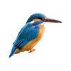 Onze Natuur Vogels kinderen