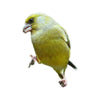 Vogeltuin
